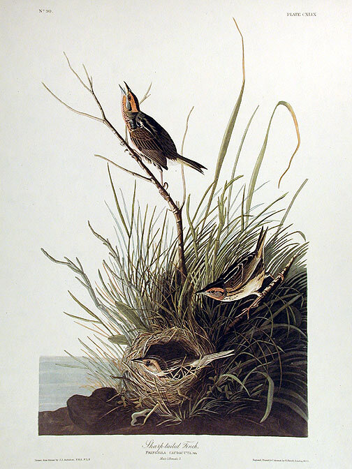 Sharp-tailed Finch. From The Birds of America Amsterdam Edition