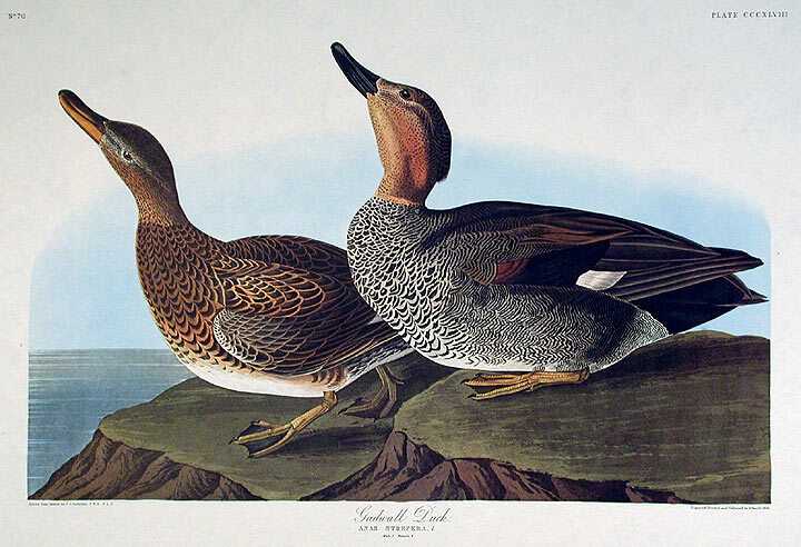 Gadwall Duck. From The Birds of America Amsterdam Edition | John